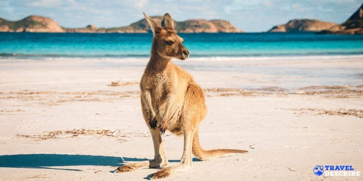 Travel to Australia 4